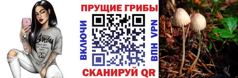 OMG рабочий сайт  Ставрополь  Псилоцибиновые грибы GOLDEN TEACHER 